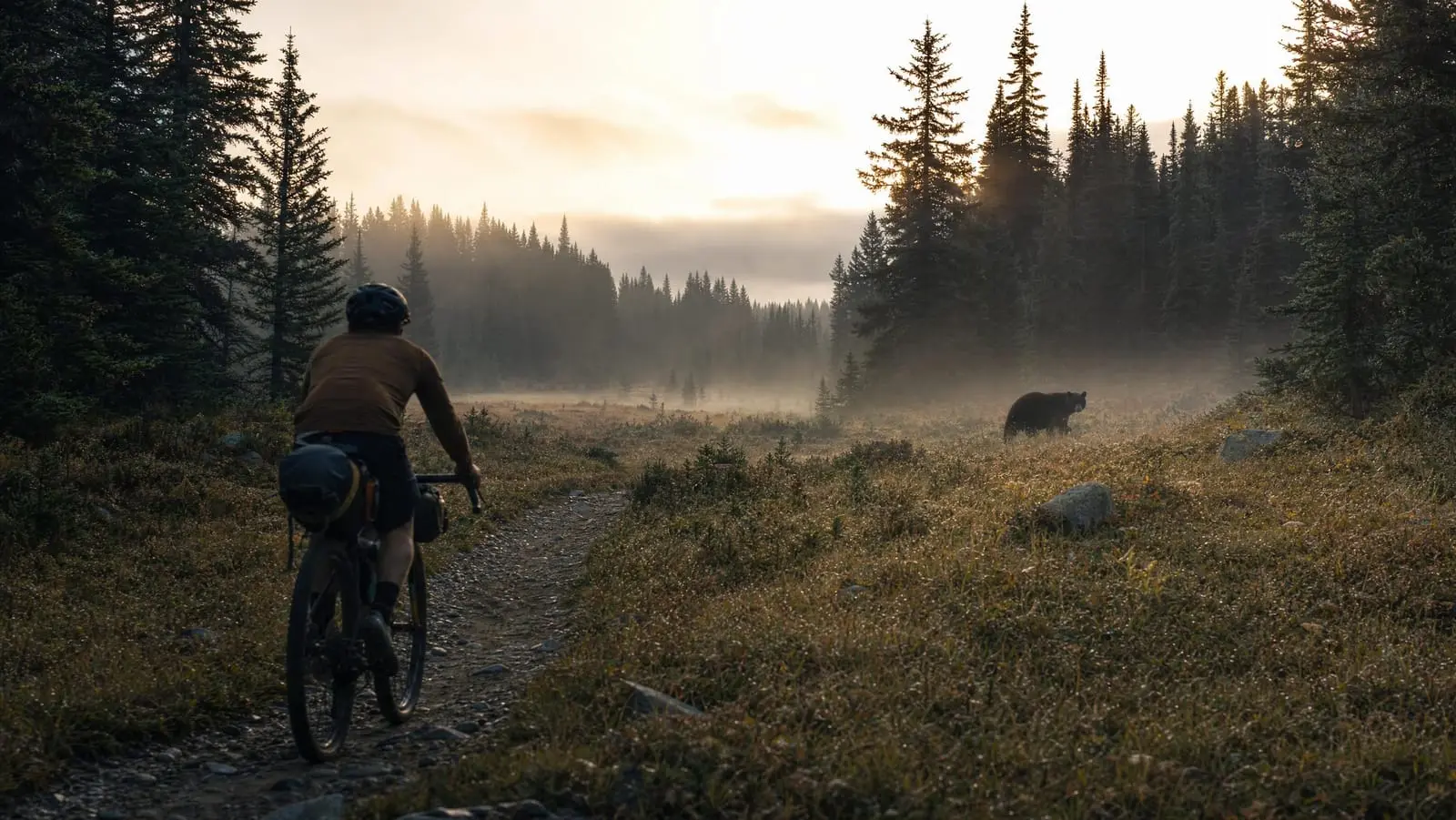 Bikepacker on a misty forest trail with a black bear visible at a safe distance